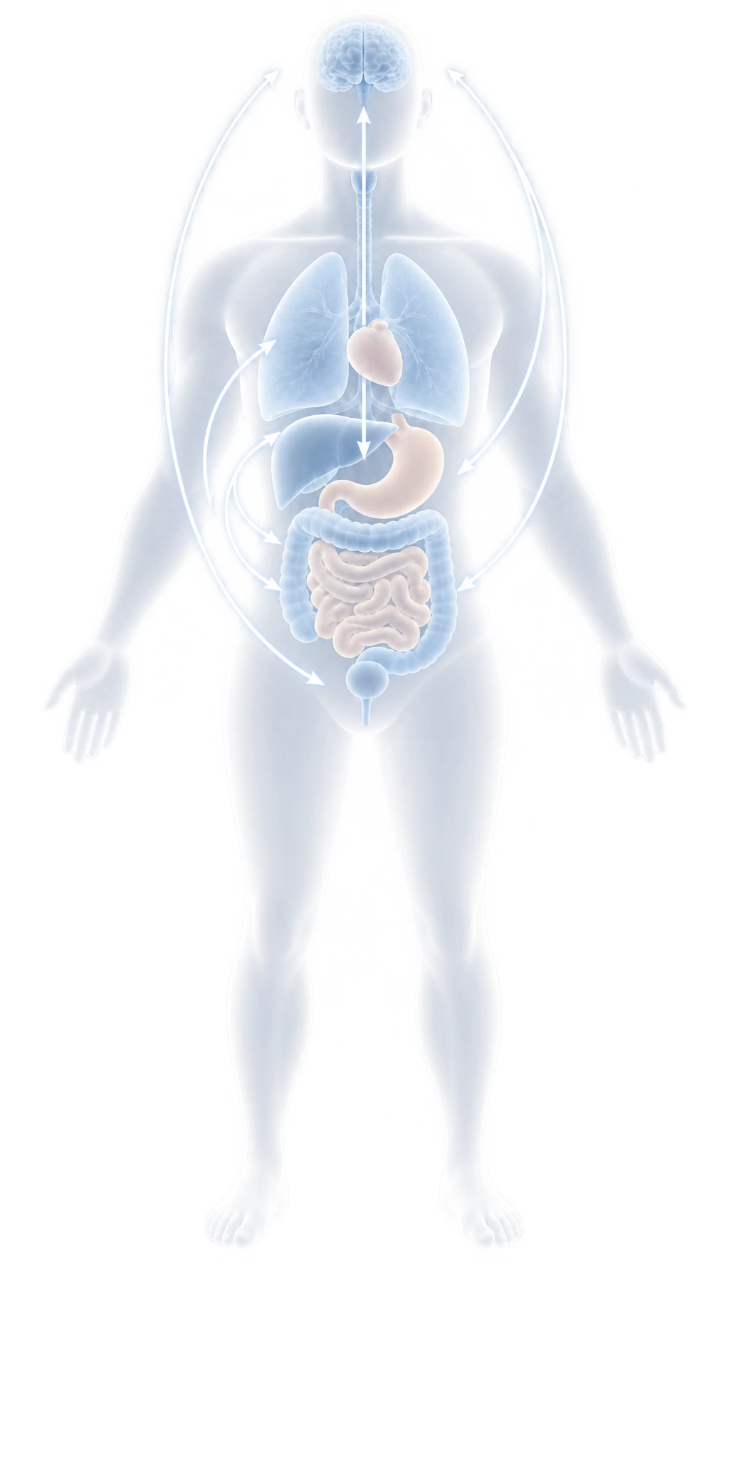 뇌·심장·폐·간·위·장 등 몸의 주요 기관이 점선 화살표로 서로 연결되어 있는 인체 모식도