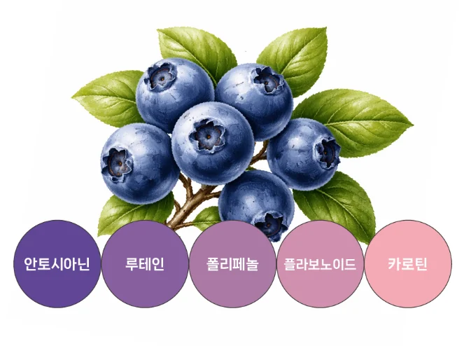 블루베리와 안토시아닌
