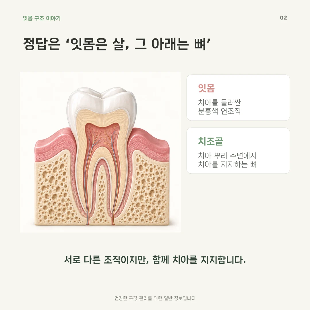 잇몸과 치조골의 구조