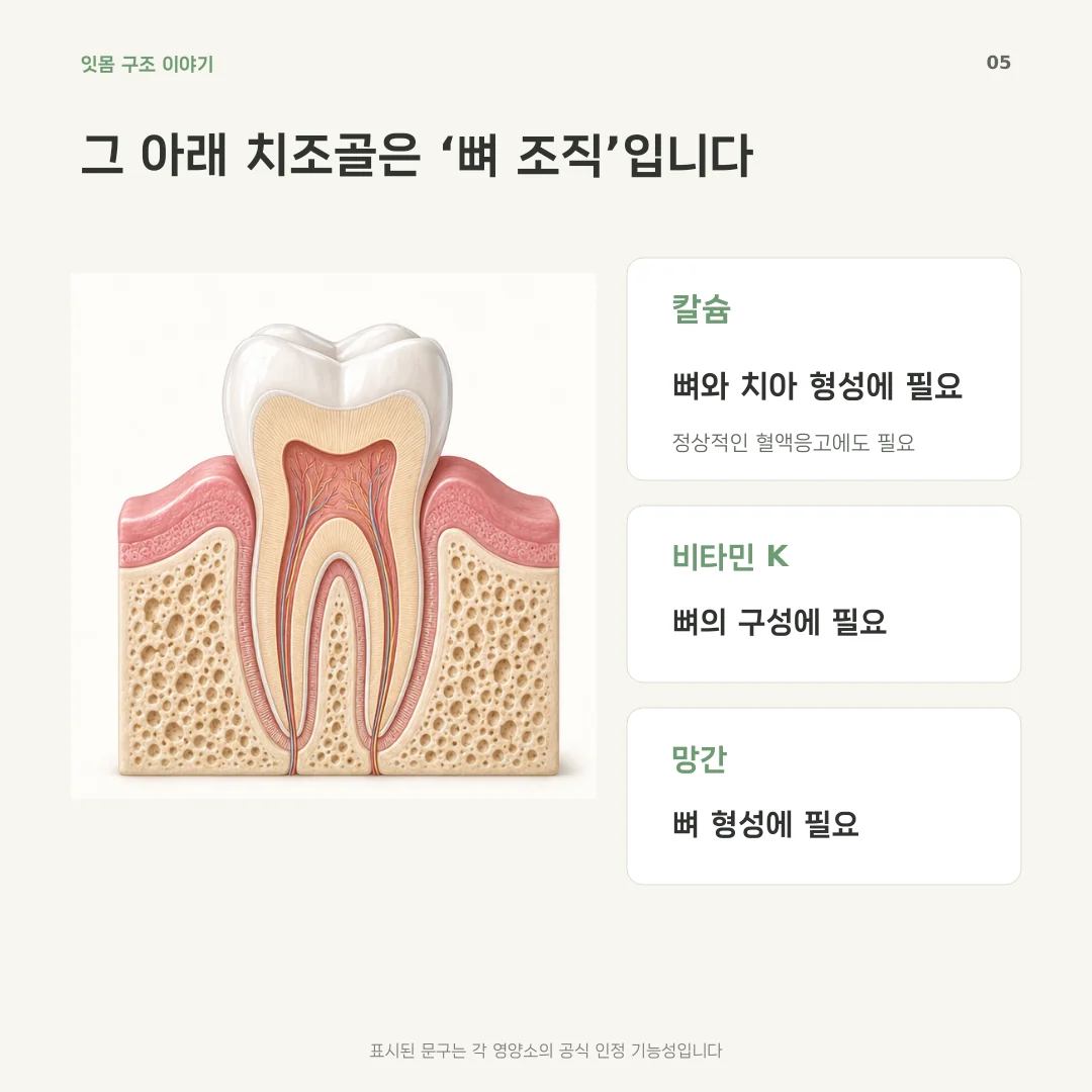 치조골에 필요한 영양소